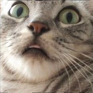 Meet your Posher, Damon